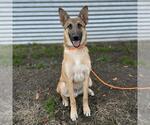 BRAVO - Male Mutt Dog for Adoption - Small photo