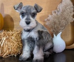 Small Photo #38 Schnauzer (Miniature) Puppy For Sale in GOSHEN, IN, USA