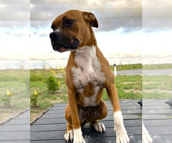 Medium Photo #2 Boxer Puppy For Sale in Austin, TX, USA