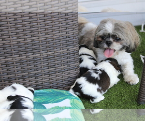 Mother of the Shih Tzu puppies born on 08/19/2023