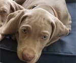 Small Photo #4 Weimaraner Puppy For Sale in BLOOMINGTON, IN, USA