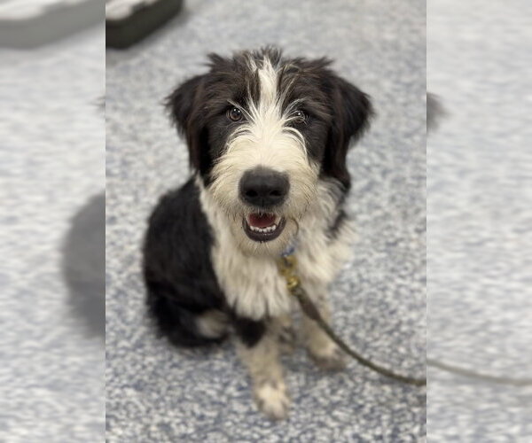 Medium Photo #1 Australian Shepherd-Irish Wolfhound Mix Puppy For Sale in Bemidji, MN, USA