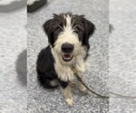 Small Australian Shepherd-Irish Wolfhound Mix