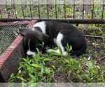 Small #1 American Staffordshire Terrier-Siberian Husky Mix