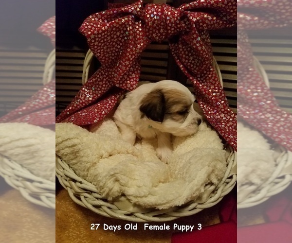 Medium Photo #16 Havanese Puppy For Sale in DREXEL, MO, USA