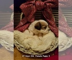 Small Photo #16 Havanese Puppy For Sale in DREXEL, MO, USA