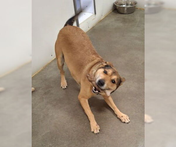 Medium Photo #11 Bull Terrier-Unknown Mix Puppy For Sale in Mountain View, AR, USA