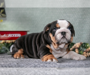 Medium Victorian Bulldog