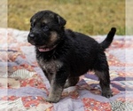 Puppy Puppy 2 Ava German Shepherd Dog