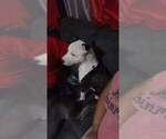 Small Photo #1 American Staffordshire Terrier Puppy For Sale in COLUMBUS, OH, USA