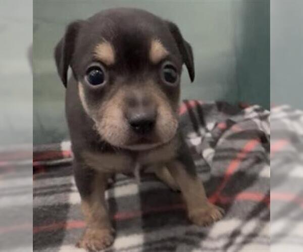Medium Photo #1 Mutt Puppy For Sale in Redlands, CA, USA