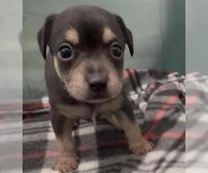 Mutt Dogs for adoption in Redlands, CA, USA