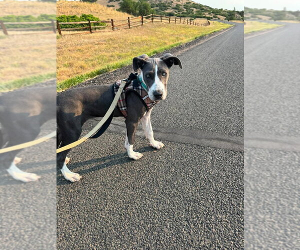 Medium Photo #4 Great Dane-Unknown Mix Puppy For Sale in Lakewood, CO, USA