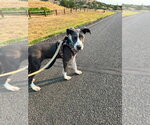 Small #3 Great Dane Mix
