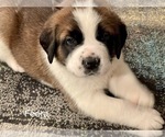 Small Photo #5 Saint Bernard Puppy For Sale in SAVANNAH, MO, USA