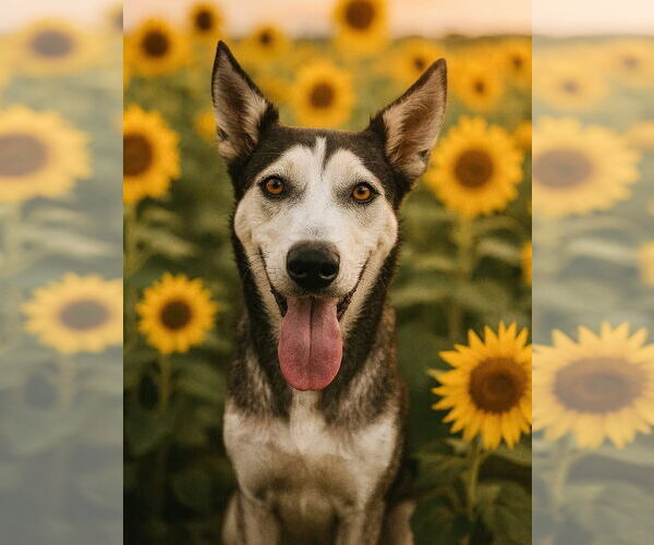 Medium Photo #2 Mutt Puppy For Sale in Houston, TX, USA