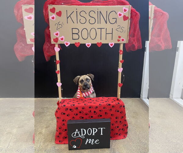 Medium Photo #3 Plott Hound-Unknown Mix Puppy For Sale in Rockaway, NJ, USA