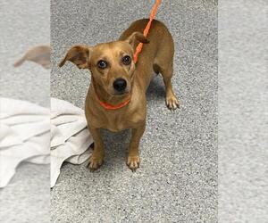 Chihuahua-Unknown Mix Dogs for adoption in Pasadena, TX, USA