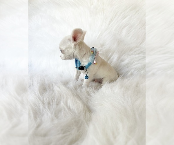 Medium Photo #5 Chihuahua Puppy For Sale in SACRAMENTO, CA, USA