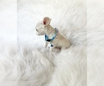 Small #4 Chihuahua