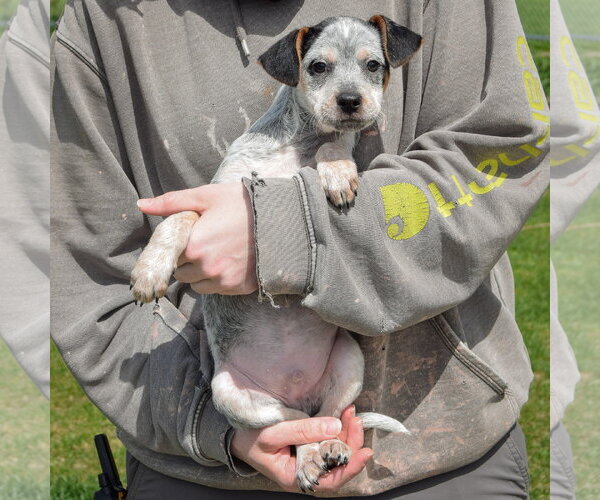 Medium Photo #4 Pug-Unknown Mix Puppy For Sale in Huntley, IL, USA