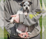 Small #3 Pug Mix