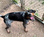 Small #1 Bluetick Coonhound Mix