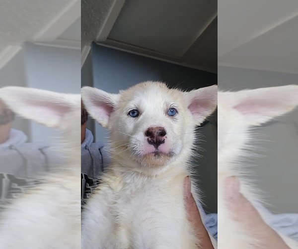 Medium Photo #4 Alaskan Husky-Alaskan Malamute Mix Puppy For Sale in RANDLEMAN, NC, USA