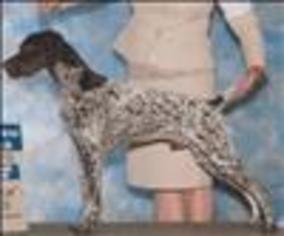 Father of the German Shorthaired Pointer puppies born on 05/01/2017