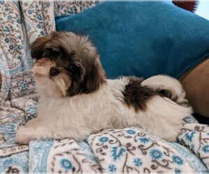 Havanese Puppy for sale in POST FALLS, ID, USA