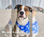 Small Boxer Mix