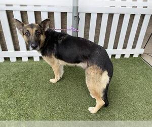 German Shepherd Dog Dogs for adoption in Modesto, CA, USA