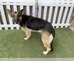 Small German Shepherd Dog