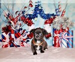 Small Photo #15 Chihuahua Puppy For Sale in CHARLESTON, AR, USA