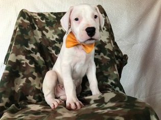 Dogo Argentino Puppy for sale in EPHRATA, PA, USA