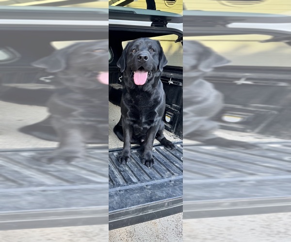 Medium Photo #8 Labrador Retriever Puppy For Sale in REDDING, CA, USA