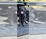 Litter of 7 - Male(s) and Female(s) Labrador RetrieverLitter of Puppies for Sale - Photo #8
