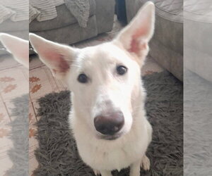 Mutt Dogs for adoption in Jefferson, NJ, USA