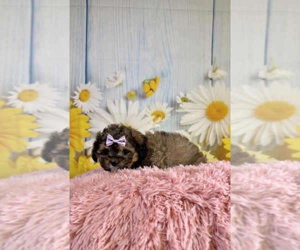 Medium Photo #5 ShihPoo Puppy For Sale in RIPLEY, MS, USA