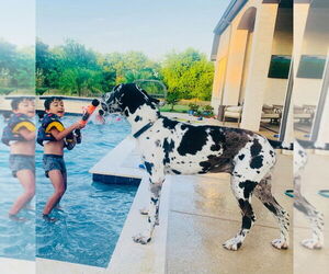 Great Dane Dogs for adoption in Bullard, TX, USA