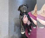 Small #1 Cane Corso