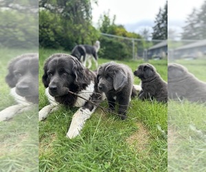 Newfoundland Puppy for sale in VANCOUVER, WA, USA