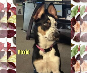 Border Collie-Unknown Mix Dogs for adoption in Red Lodge, MT, USA