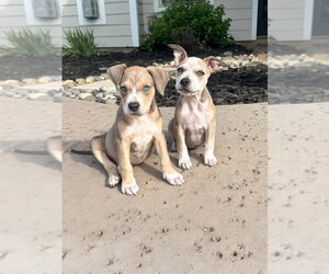 Dolly - Female Boxer-Unknown Mix Dog for Adoption - Photo #4