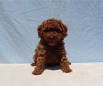 Small #4 Poodle (Toy)