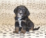 Small #3 Miniature Bernedoodle
