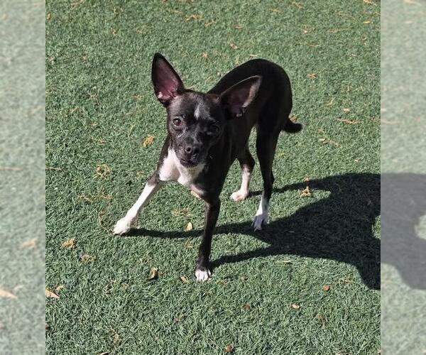 Medium Photo #4 Chiweenie Puppy For Sale in Rockwall, TX, USA