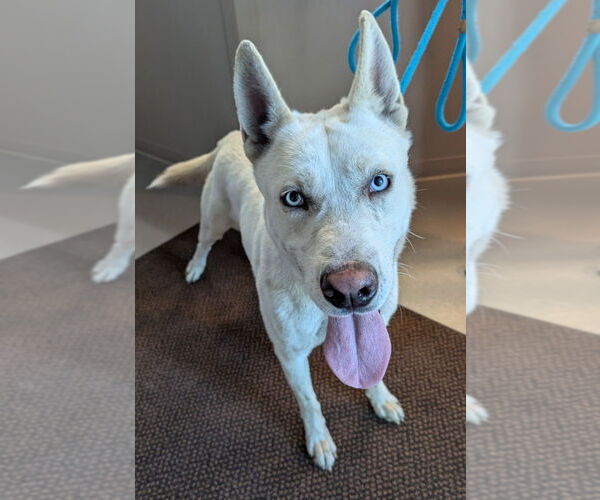Medium Photo #3 German Shepherd Dog-Huskies  Mix Puppy For Sale in La Porte, IN, USA