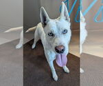 Small #2 German Shepherd Dog-Huskies  Mix