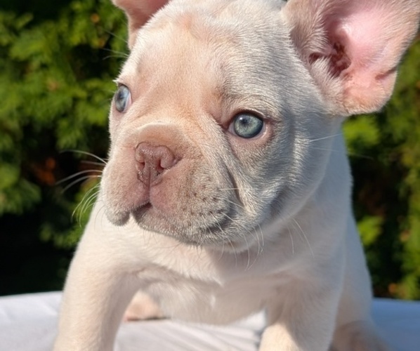 Medium Photo #22 French Bulldog Puppy For Sale in GOSHEN, IN, USA
